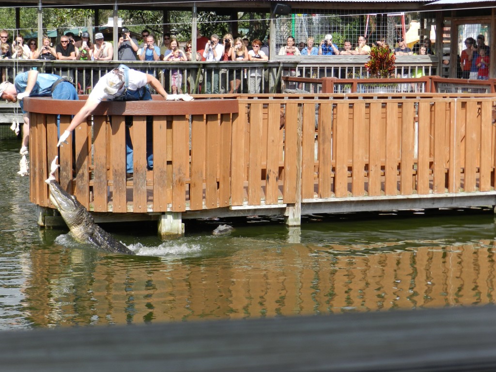 Gatorland in Orlando Florida