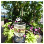 White Wine Pairings at Epcot