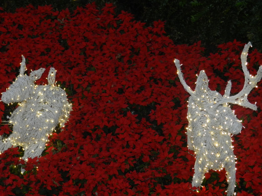 Christmas at the Grand Floridian Resort and Spa White Deer in Christmas Lights. Keep reading to learn about the best Disney Resorts at Christmas! Photo copyright ThemeParkHipster.