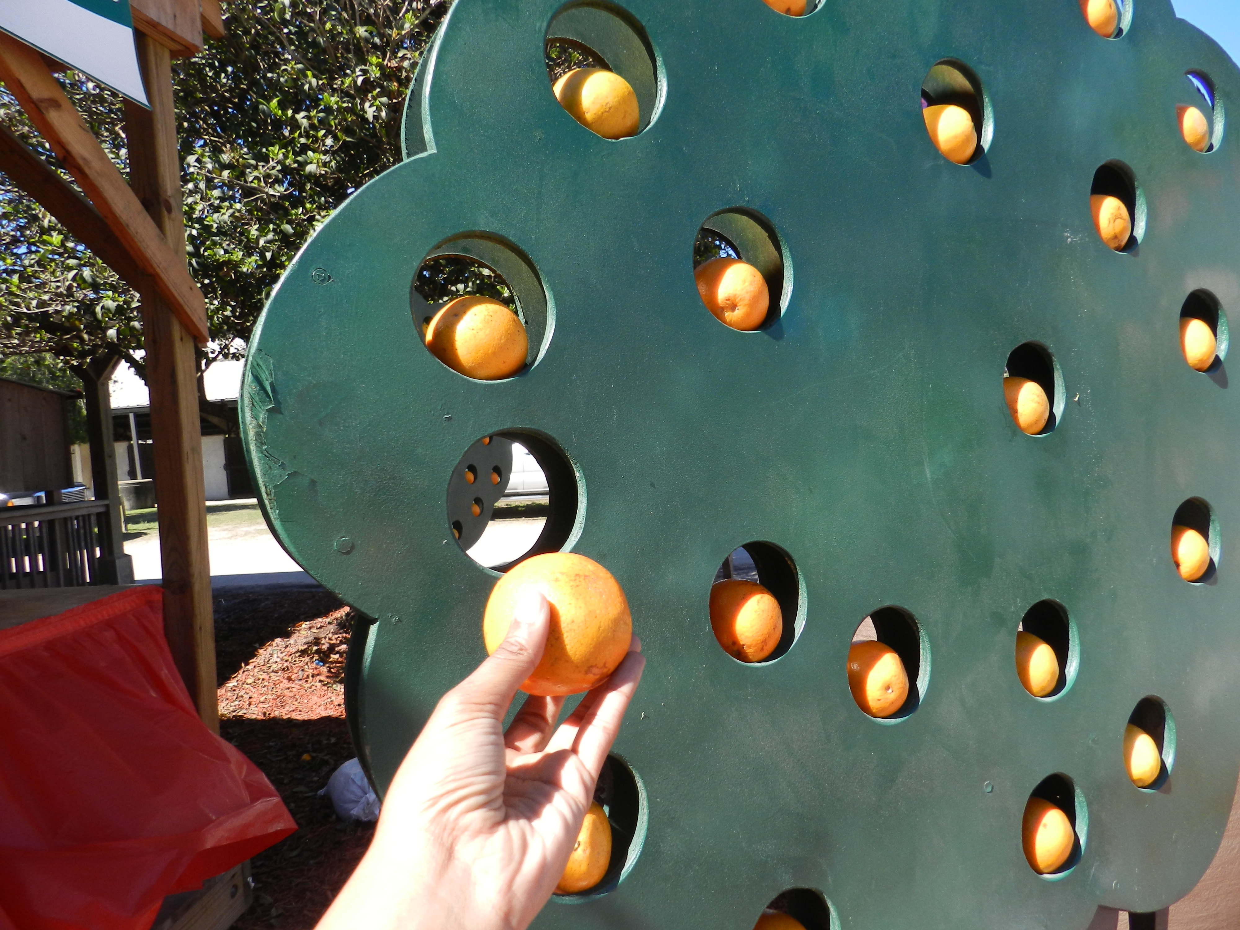 NikkyJ squeezing oranges to make orange juice in the Ag-Adventure section of the Tampa fair. Keep reading to get the full Florida State Fair Guide with Tickets, Food, Concerts, Rides and More! Photo Copyright ThemeParkHipster.