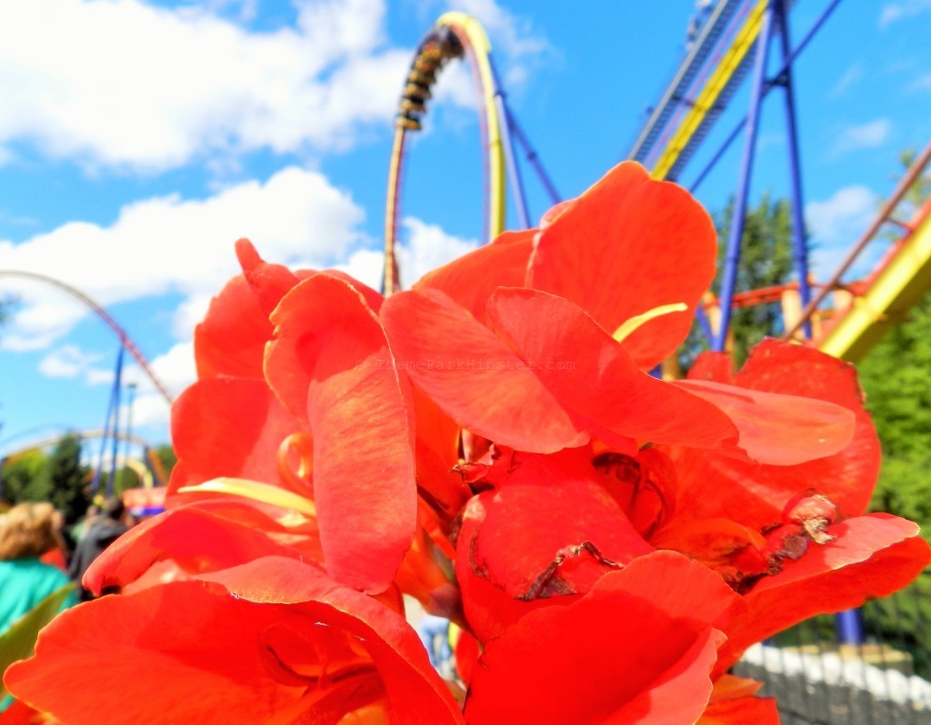 Mantis Cedar Point Roller Coaster on ThemeParkHipster. Keep reading to learn about the best Cedar Point roller coasters ranked! Photo copyright ThemeParkHipster.