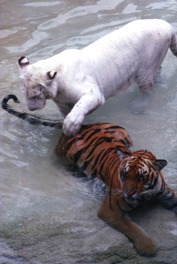 Busch Gardens Tiger Sanctuary