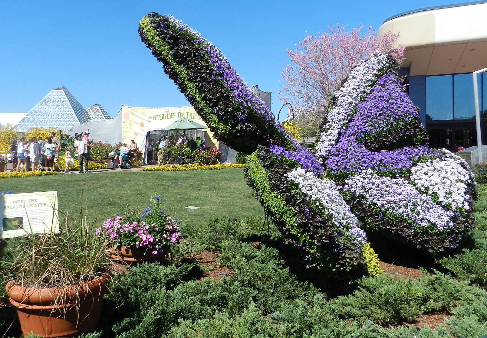 Butterfly Topiary at the Flower and Garden Festival 2016