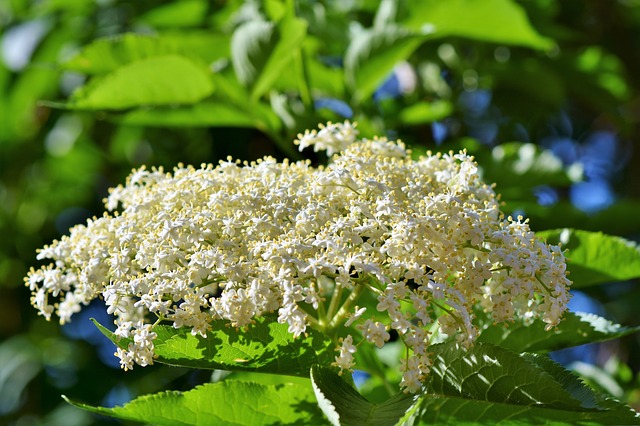 elderflower plant france