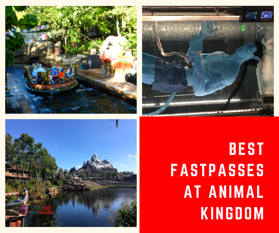 Best Animal Kingdom Rides