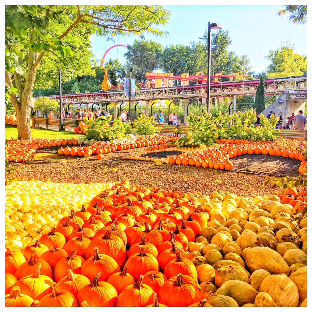 Cedar Point in the Fall with pumpkins and Top Speed Dragster. Keep reading for more Cedar Point tips and tricks for beginners.