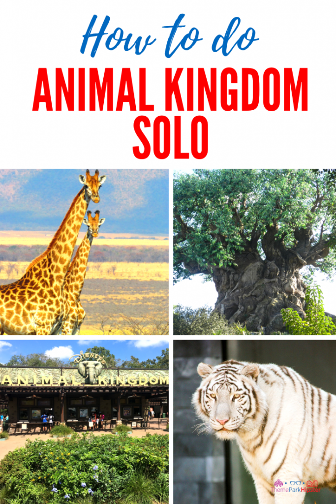 Theme Park Travel Guide with Tips for Doing Disney's Animal Kingdom solo with tree of life and giraffes looking directly at the camera.