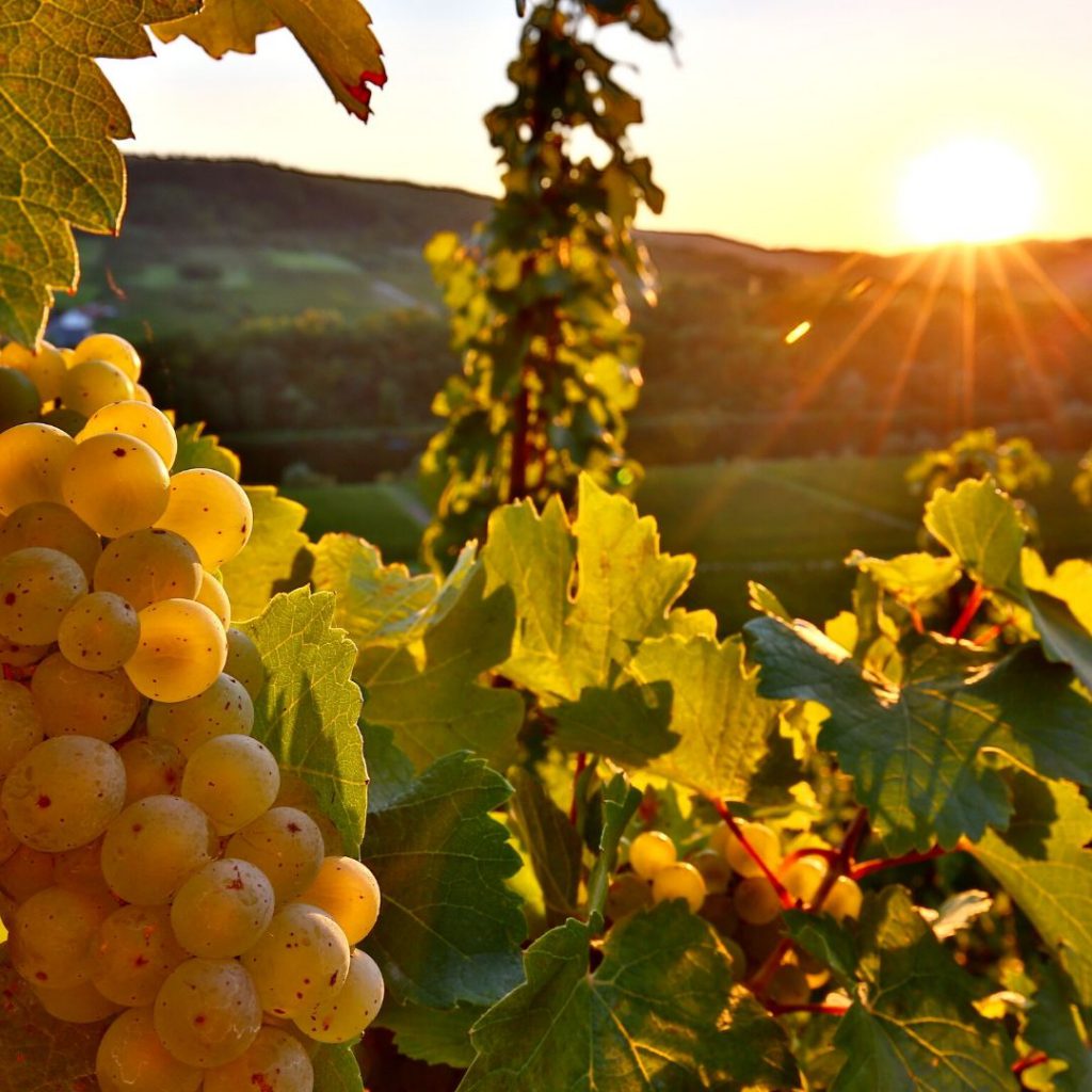 Riesling Grapes for Wine