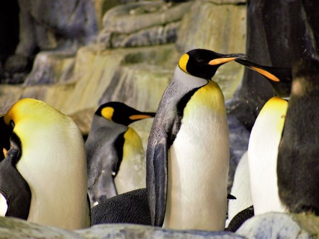 SeaWorld with penguins. Keep reading to find out more about a 7 day California road trip itinerary. 