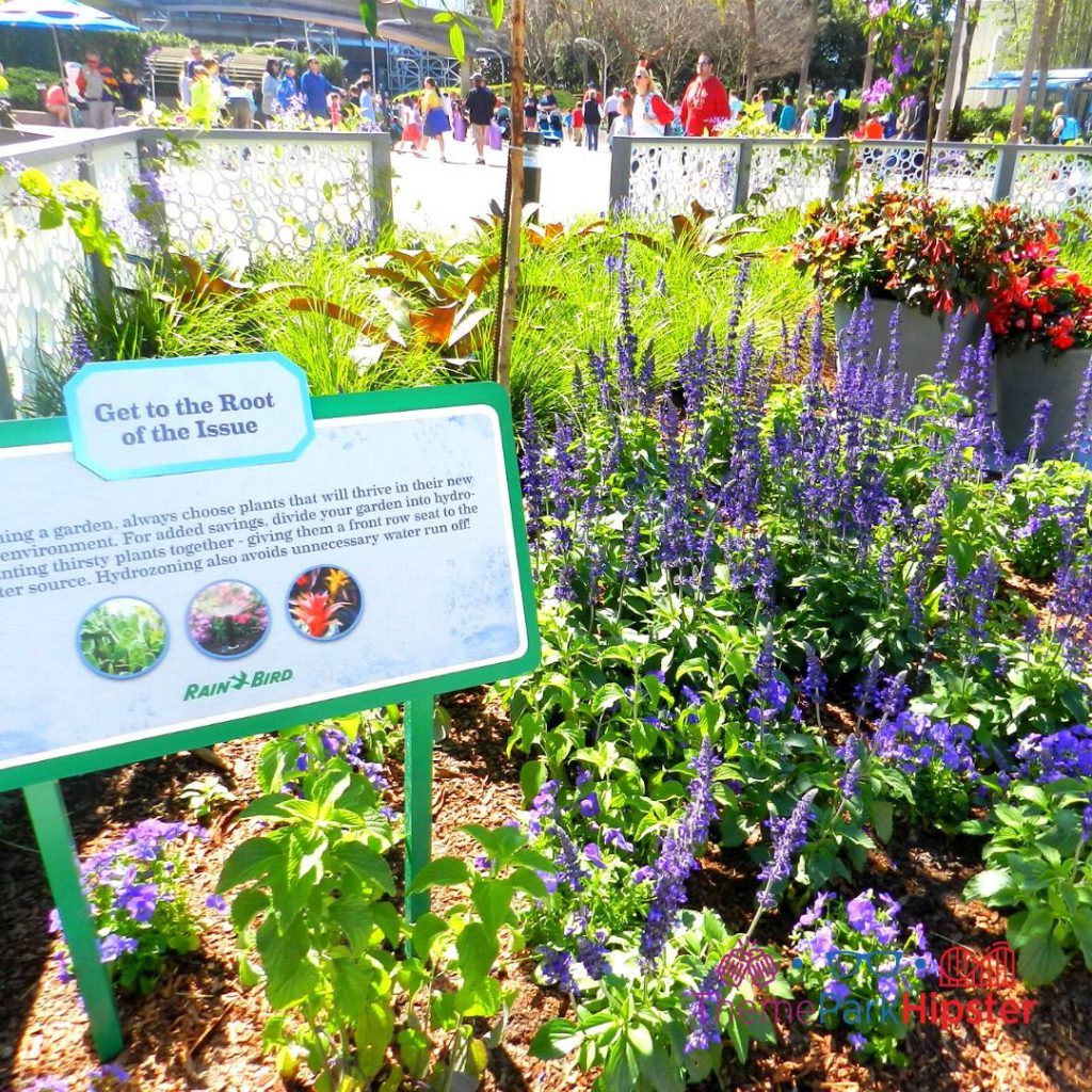 Epcot Flower and Garden Festival Garden Area. Keep reading to learn how to go to Epcot Flower and Garden Festival alone and how to have the perfect solo Disney World trip.