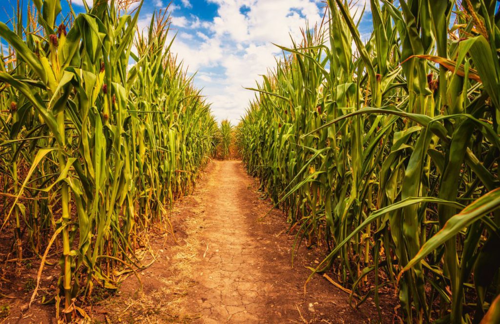 Corn Maze Entrance at Long and Scott Farms. Keep reading to learn about things to do in Orlando for Halloween and things to do in Orlando for October.