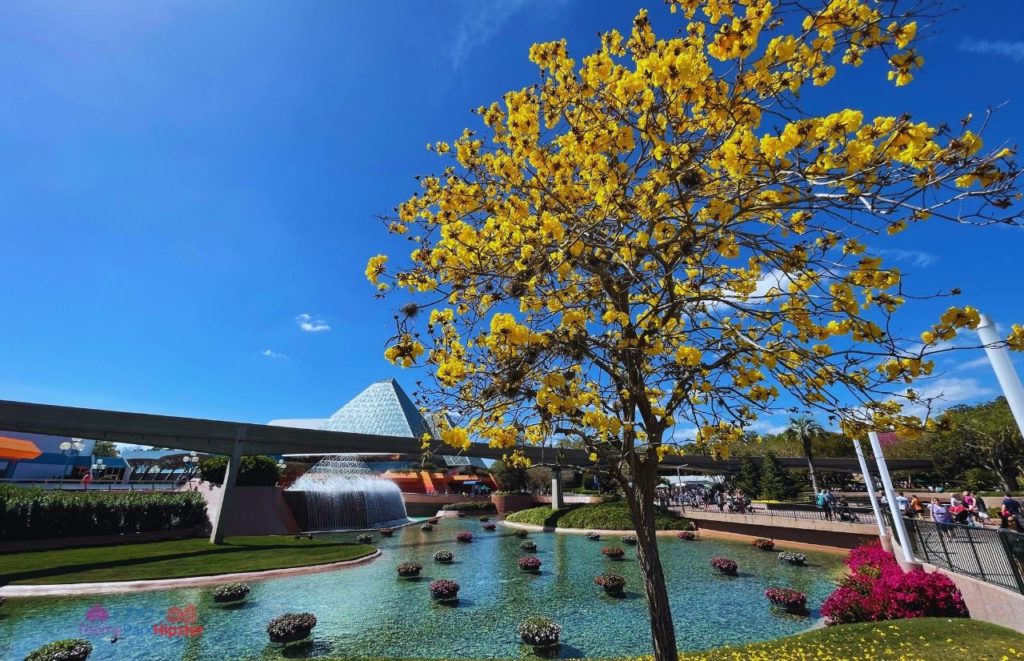 Epcot Flower and Garden Festival Beautiful Yellow Tree in front of Journey into Your Imagination with Figment