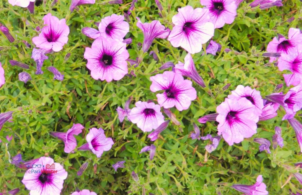 Beautiful Purple Flowers. Keep reading to discover more of the best things to do in Orlando for adults. 