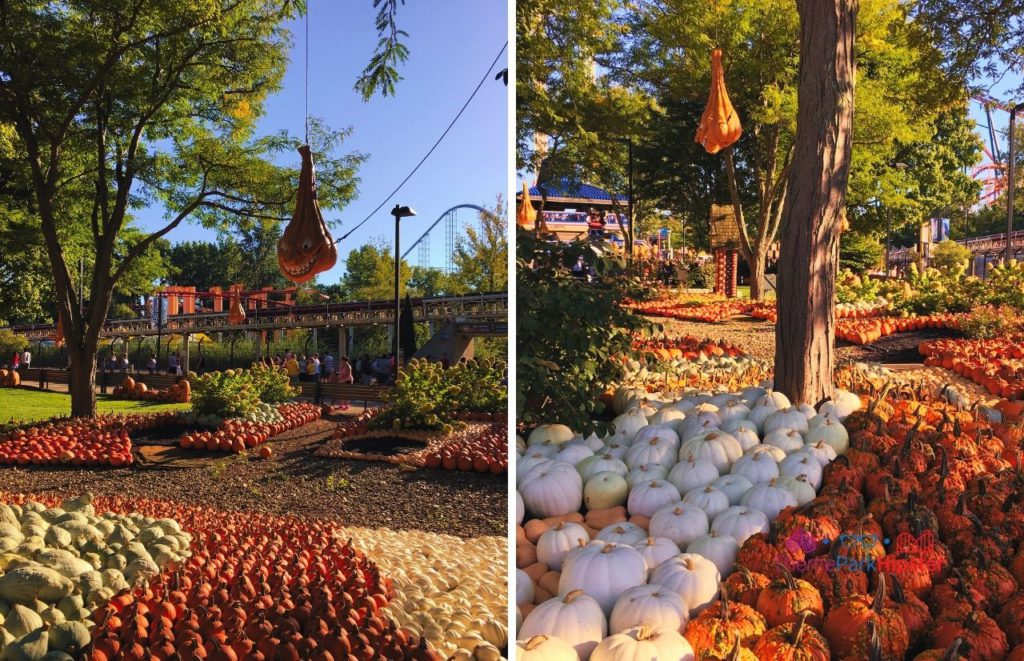 Cedar Point Pumpkin patch during Halloweekends