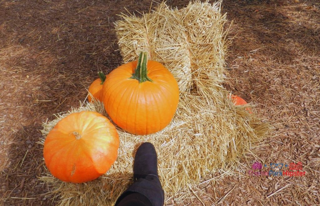 Cedar Point Pumpkins and Hay at Halloweekends