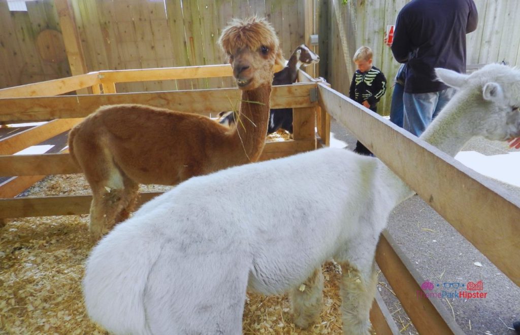 Petting Zone at Cedar Point. One of the best things to do at Cedar Point. 