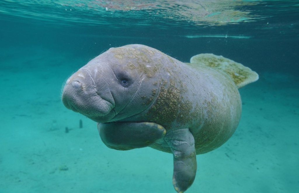 Manatee in the crystal clear waters of Crystal River Florida Keep reading to find out more about the best places to travel solo in Florida.  