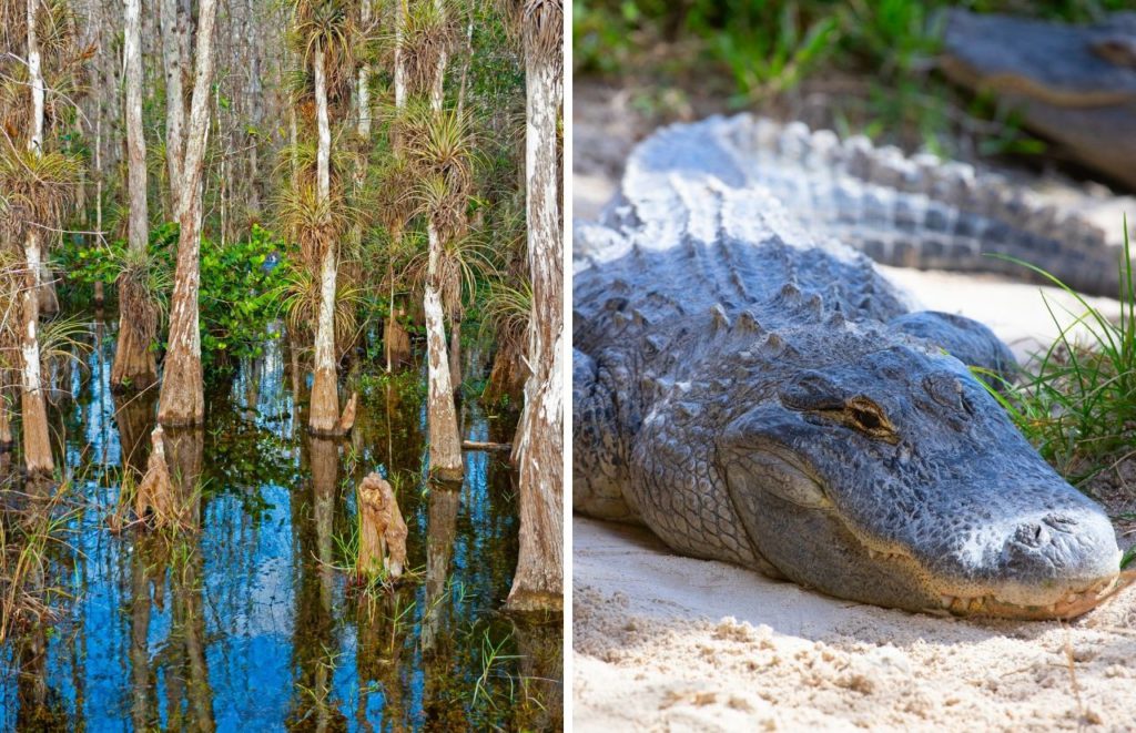 Everglades National Park in Southern Florida mangroves and alligators