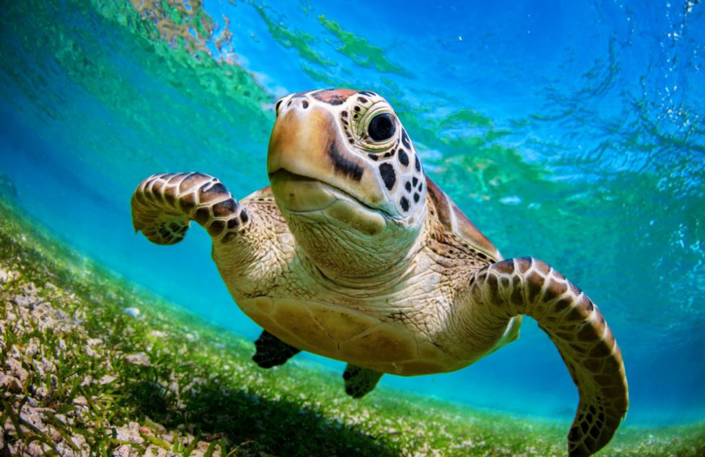 Melbourne Beach, Florida snorkeling with turtle swimming by. One of the best beaches near Disney World