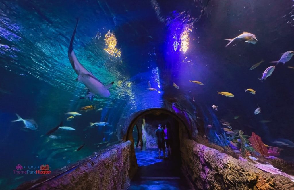 SeaLife Aquarium Orlando at Icon Park. Keep reading to discover more of the best things to do in Orlando for adults.