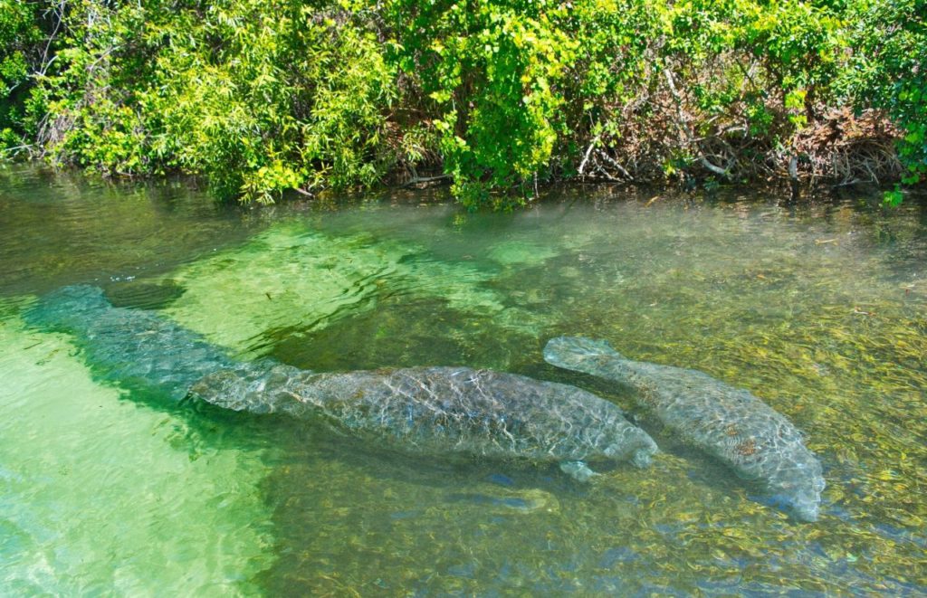 Weeki Wachee Springs Florida Day Trips from Orlando 