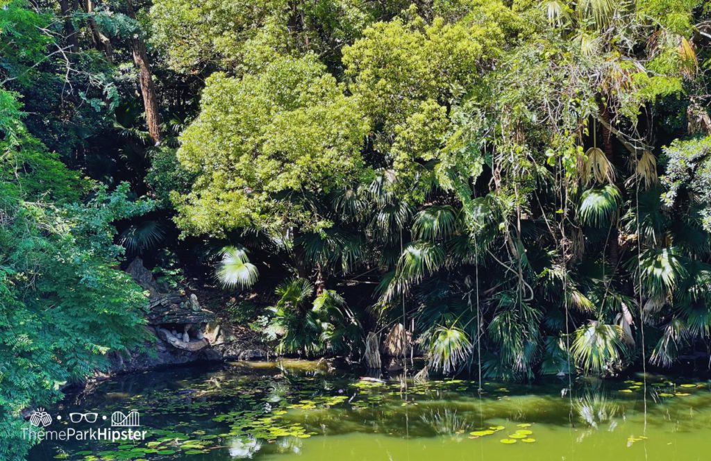 Dragon Rock Work at Disney's Animal Kingdom Theme Park. Keep reading to get the best secrets of Animal Kingdom.