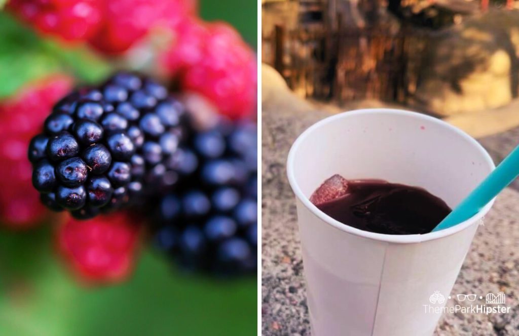 Boysenberries next to Boysenberry Punch at Knott's Berry Farm in California