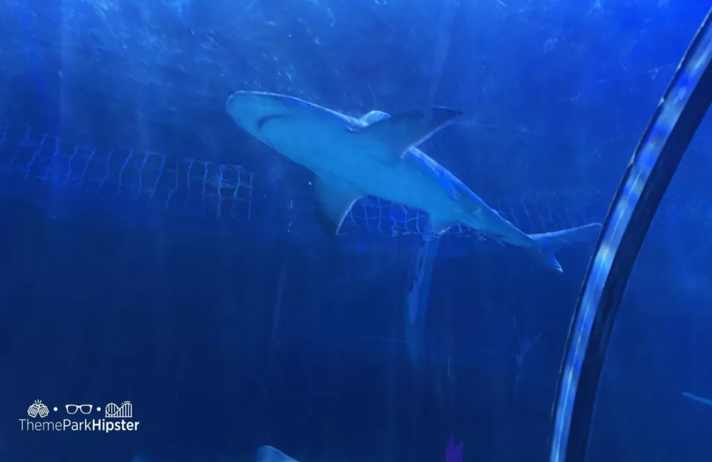 2024 SeaWorld Orlando Resort Shark Encounter Exhibit