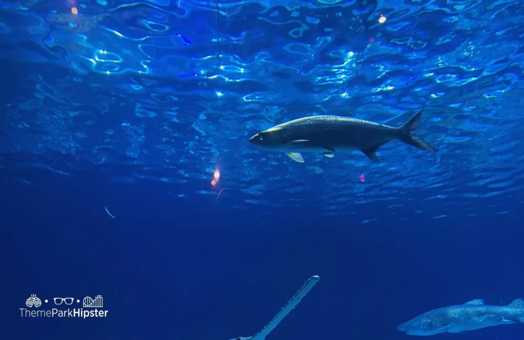 SeaWorld Orlando Resort Sharks Underwater Grill aquarium. Keep reading to find out more about Sharks Underwater Grill at SeaWorld Orlando.