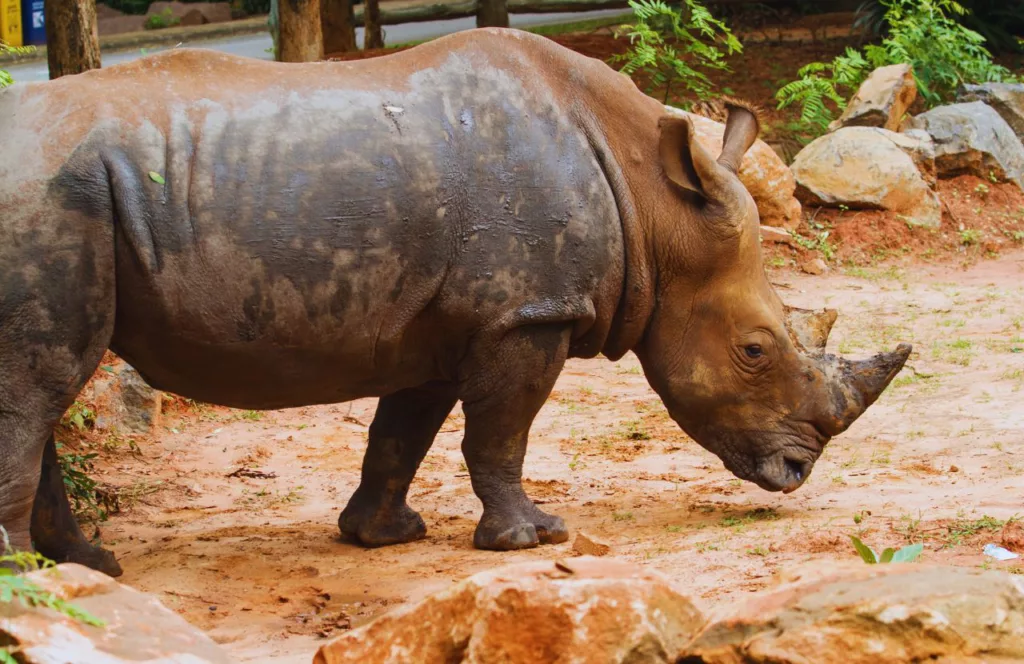 Rhino one of the animals that you can have a meet and greet with. Keep reading for the full guide to the best resorts for couples at Walt Disney World. 