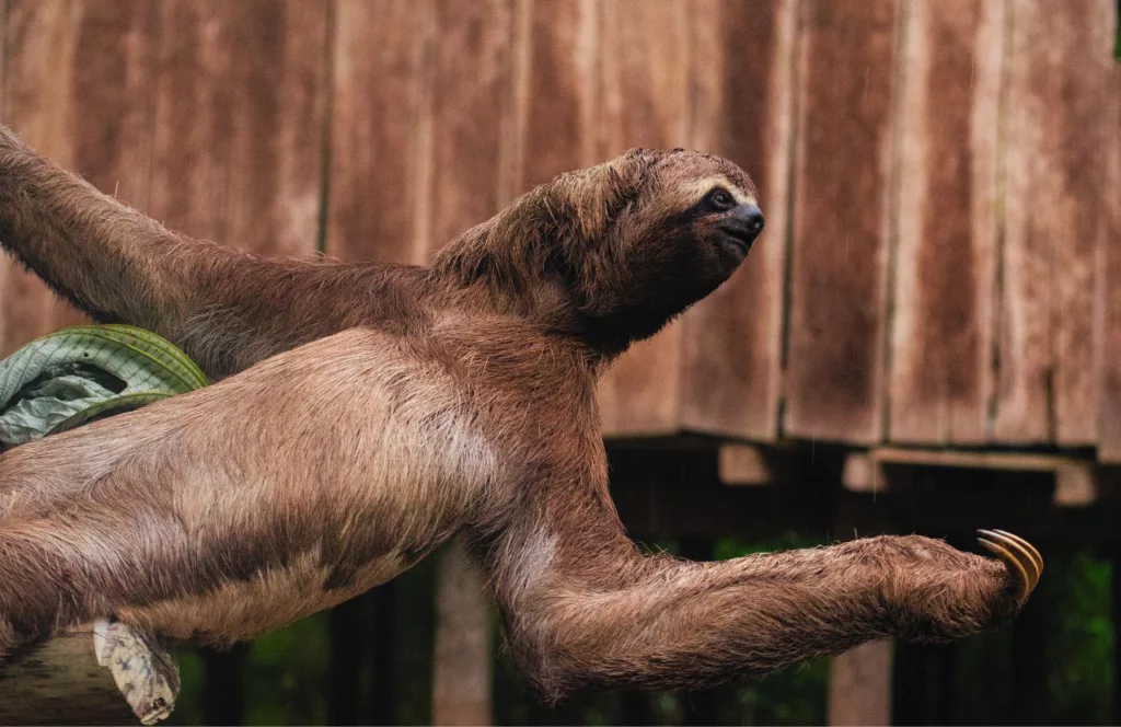 Sloth climbing in its habitation at the zoo. Keep reading to learn about things to do in Orlando for Halloween and things to do in Orlando for October.