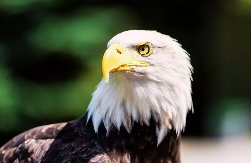 Bald Eagle at ZooAmerica. One of the best things to do near Hersheypark