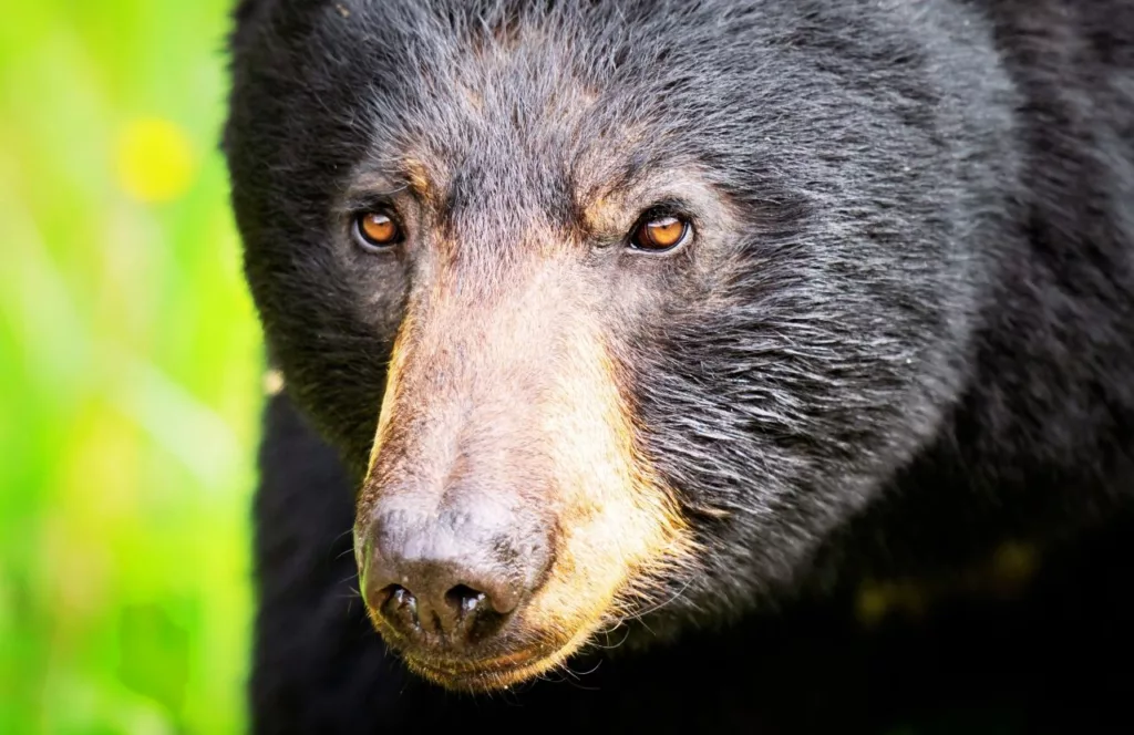 Black Bear at ZooAmerica. One of the best things to do near Hersheypark