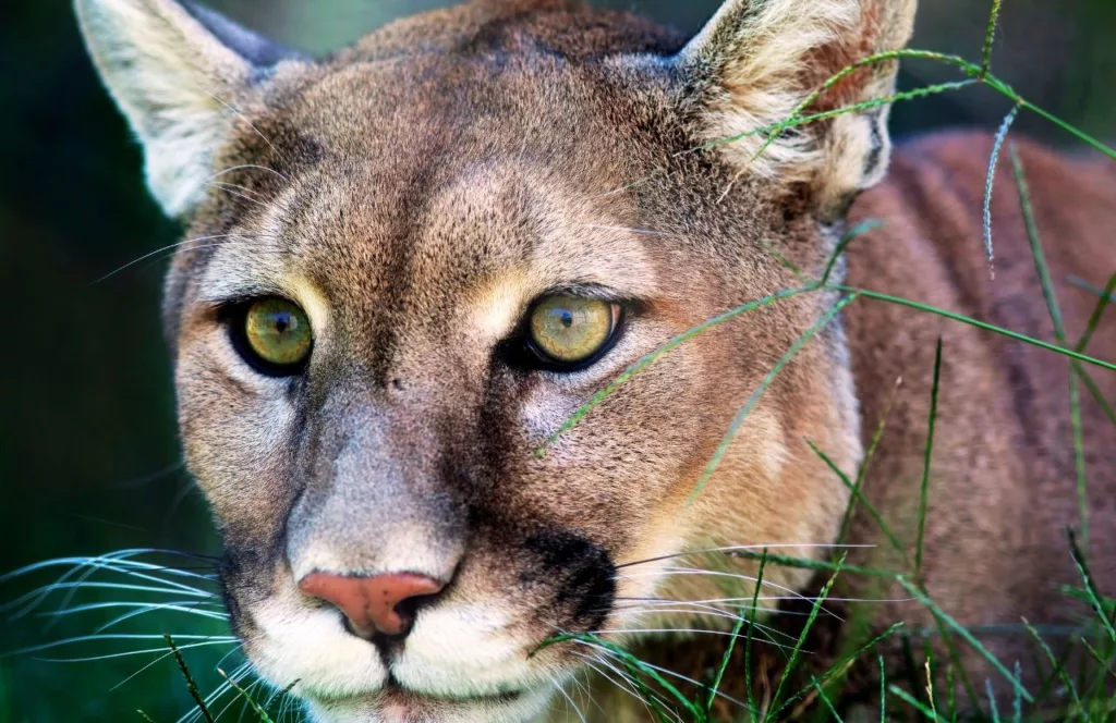 Mountain Lion at ZooAmerica. One of the best things to do near Hersheypark