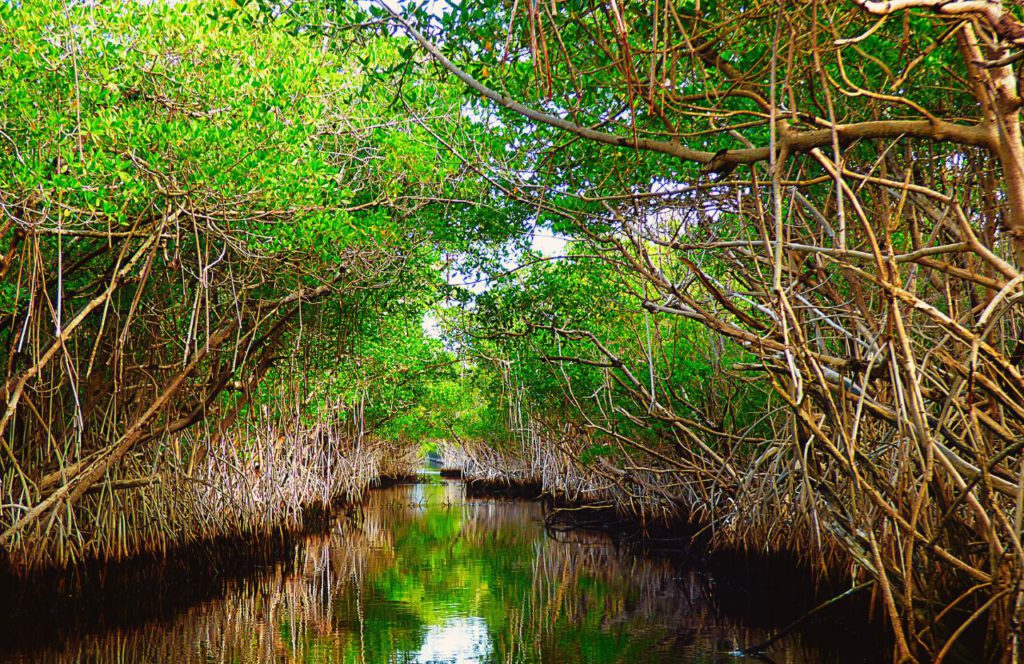 Airboat adventure tour through Florida Everglades. One of the most fun things to do in Orlando, Florida