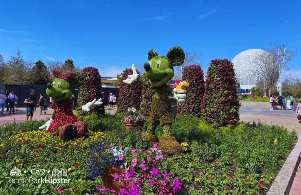 Pluto Mickey and Minnie Mouse Topiary Epcot Flower and Garden Festival. Keep reading to learn more about how big is Disney world. 