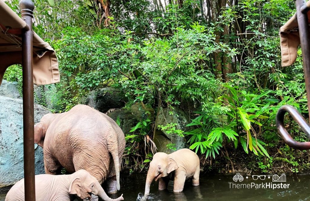 Disney Magic Kingdom Park Adventureland Jungle Cruise Ride. One of the best attractions and rides at Adventureland.