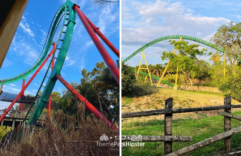 Kumba and Cheetah Hunt Roller Coaster Summer Nights at Busch Gardens Tampa