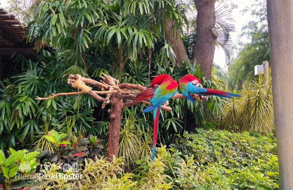 Parrot Birds Discovery Cove All Inclusive Water Park at SeaWorld Orlando. Keep reading to find out all you need to know about Discovery Cove at SeaWorld Orlando.