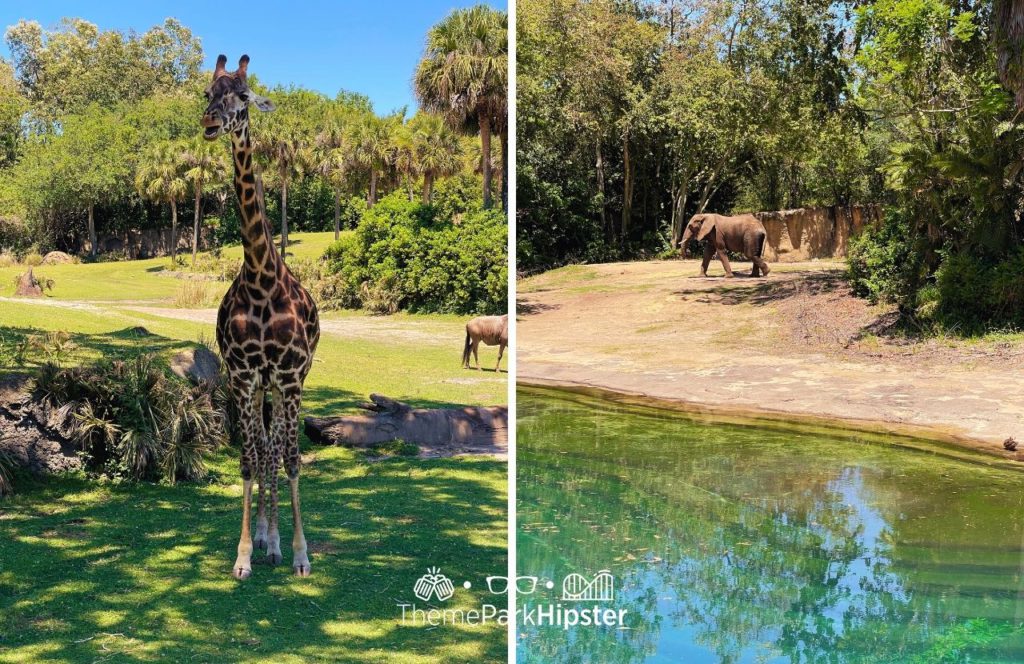 Africa Kilimanjaro Safaris Giraffe Disney Animal Kingdom Theme Park. Keep reading to learn more about how big is Disney world.