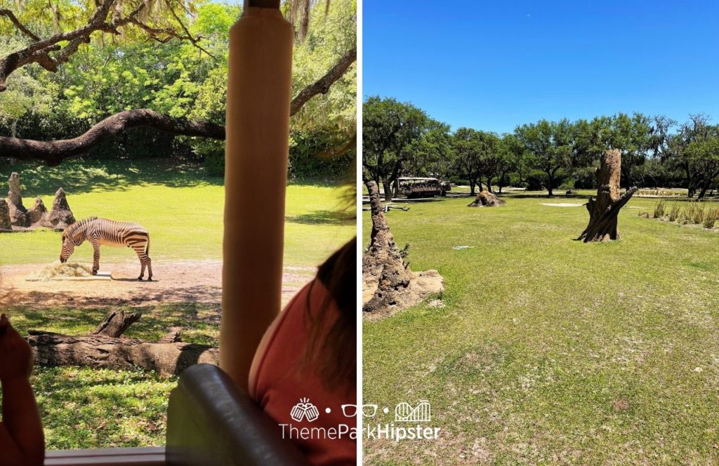 Africa Kilimanjaro Safaris Zebra Disney Animal Kingdom Theme Park. Keep reading to learn more about how big is Disney world.