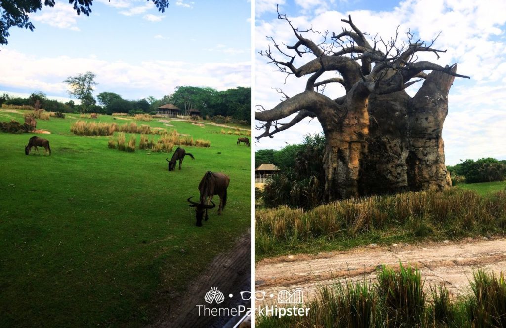 African Kilimanjaro Safari Disney Animal Kingdom Theme Park