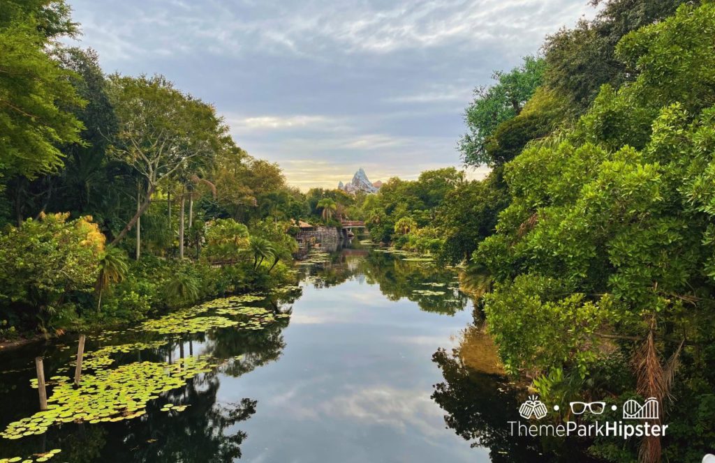 View of Expedition Everest Mountain Roller Coaster Disney Animal Kingdom Theme Park. Keep reading to get the full guide on doing Disney alone and having a solo trip to Animal Kingdom.