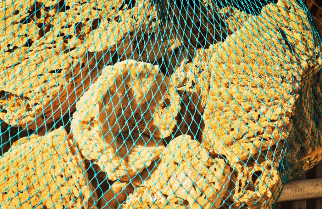 Natural Sponges in a Net at Tarpon Springs, Florida. One of the best places to travel alone in Florida