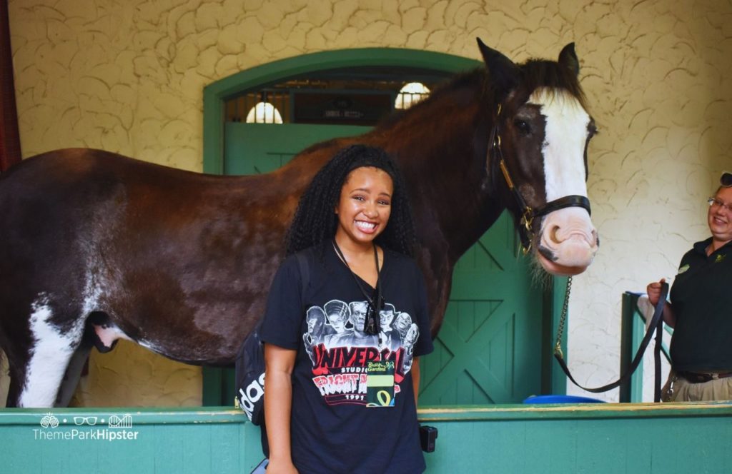 NikkyJ Upclose to Clydesdale Horse on VIP Tour at Busch Gardens Williamsburg, Virginia. Keep reading to find out all you need to know about visiting Busch Gardens in Williamsburg Virginia.