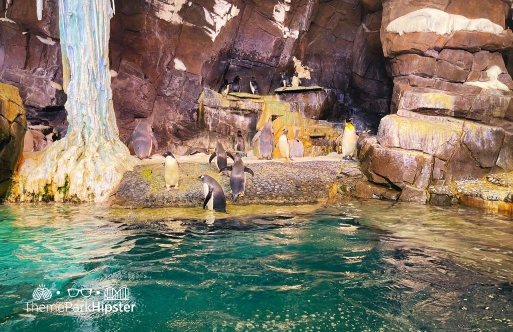 SeaWorld Orlando Resort Penguin Encounter